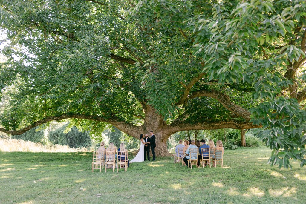 An intimate wedding ceremony held beneath the sweeping canopy of a magnificent ancient tree at Bohemia Manor Farm — a couple exchanges vows at its trunk while a small gathering of guests sits in gold chiavari chairs on the lush green lawn, meadow grasses and gardens glowing in soft summer light all around them.