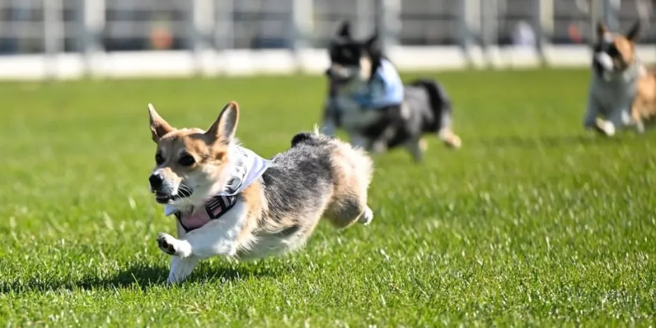 Corgis running on green grass