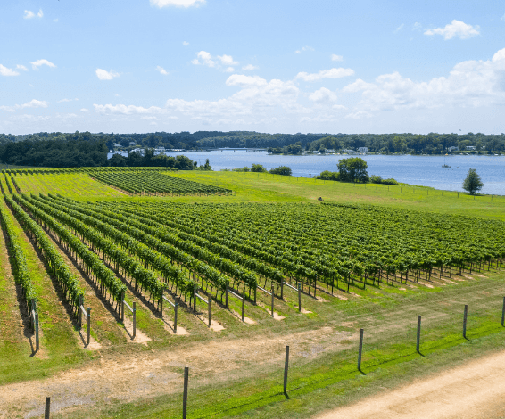 Waterfront vineyard Bohemia Manor Farm